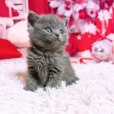 ブリティッシュショートヘア【三重県・男の子・2025年11月5日・ブルー】の写真12