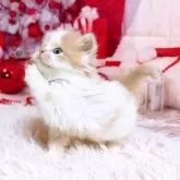 スコティッシュフォールド(立ち耳)【三重県・男の子・2025年11月8日・クリーム&ホワイト】の写真12