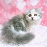 スコティッシュフォールド(折れ耳)【三重県・女の子・2025年4月10日・ダイリュートキャリコ】の写真12