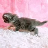 スコティッシュフォールド(立ち耳)【三重県・男の子・2025年10月26日・ブルータビー&ホワイト】の写真15