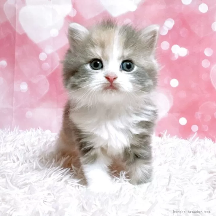 ID：2505-03281の子猫