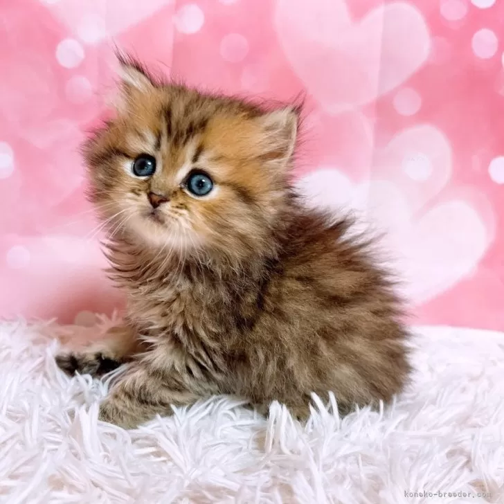 ID：2506-02514の子猫