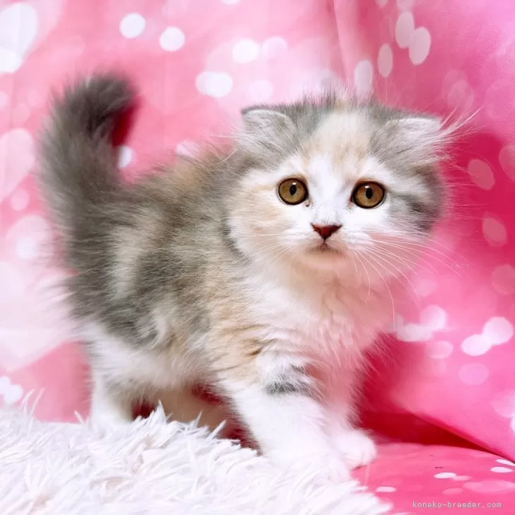 ID：2505-01447の子猫