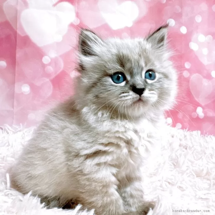 ID:2504-01552の子猫