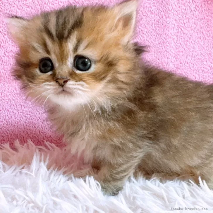 ID：2412-00634の子猫