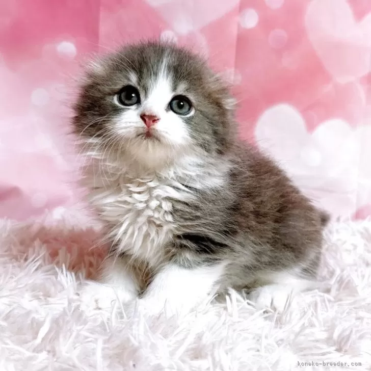 ID：2505-03064の子猫