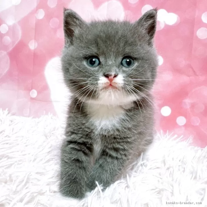 N.H 様のお迎えした子猫