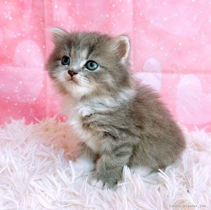 ブリーダー画像