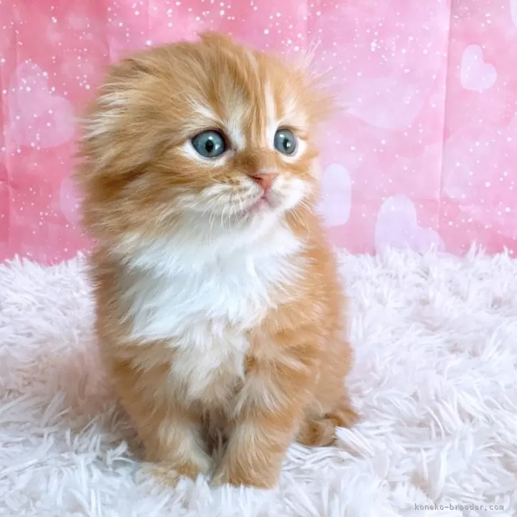 ID:2503-01937の子猫