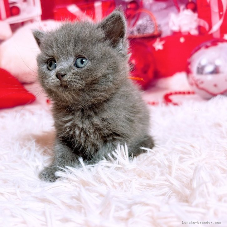 ブリーダー画像