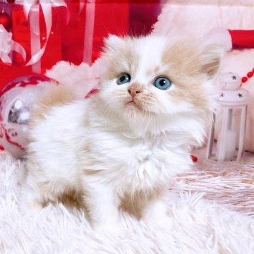スコティッシュフォールド(立ち耳)【三重県・男の子・2025年11月8日・クリーム&ホワイト（ロングヘア）】の写真「年末年始も営業しています」