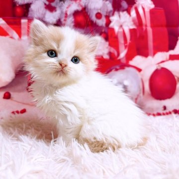 スコティッシュフォールド(立ち耳)【三重県・男の子・2025年11月8日・クリーム&ホワイト（ロングヘア）】の写真「年末年始も営業しています」