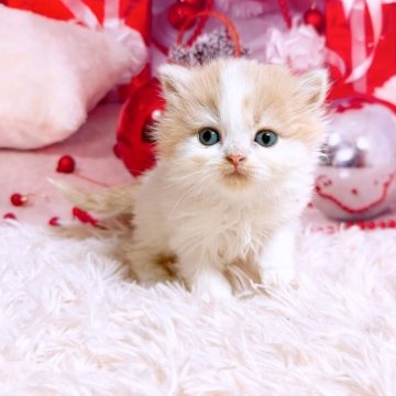 スコティッシュフォールド(立ち耳)【三重県・女の子・2025年11月8日・クリーム&ホワイト（ロングヘア）】の写真「年末年始も営業しています」