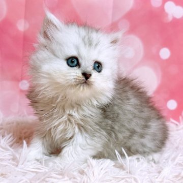 ペルシャ(チンチラ)【三重県・女の子・2025年5月21日・チンチラシルバー（ロングヘア）】の写真「ぬいぐるみのような子🧸」