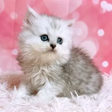 チンチラシルバー フレーム(Mサイズ) ペルシャ猫 シェーデッド