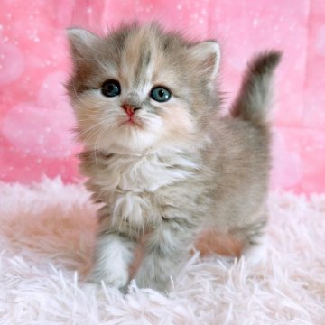 スコティッシュフォールド(立ち耳)【三重県・女の子・2025年10月26日・ブルーパッチドタビー&ホワイト（ロングヘア）】の写真「愛くるしいスコティッシュ」