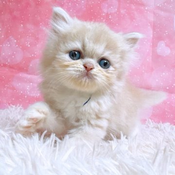 ペルシャ【三重県・男の子・2025年8月27日・クリームタビー&ホワイト】の写真「自己アピールの上手な子」