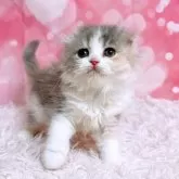 スコティッシュフォールド(折れ耳)