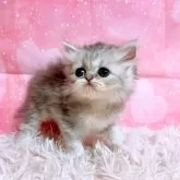 ペルシャ