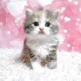 スコティッシュフォールド(立ち耳)