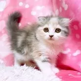 スコティッシュフォールド(折れ耳)