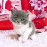 ブリティッシュショートヘア