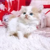 スコティッシュフォールド(立ち耳)