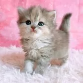 スコティッシュフォールド(立ち耳)