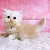 ペルシャ