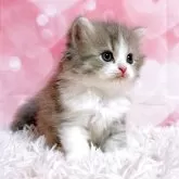スコティッシュフォールド(立ち耳)