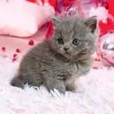 ブリティッシュショートヘア