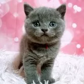 ブリティッシュショートヘア【三重県・男の子・2025年3月20日・ブルー】の写真2