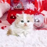 スコティッシュフォールド(立ち耳)【三重県・女の子・2025年11月8日・クリーム&ホワイト】の写真2