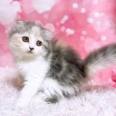 スコティッシュフォールド(折れ耳)【三重県・女の子・2025年4月10日・ダイリュートキャリコ】の写真3