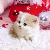 スコティッシュフォールド(立ち耳)【三重県・女の子・2025年11月8日・クリーム&ホワイト】の写真3