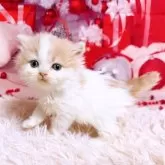 スコティッシュフォールド(立ち耳)【三重県・女の子・2025年11月8日・クリーム&ホワイト】の写真4