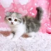 スコティッシュフォールド(折れ耳)【三重県・女の子・2025年4月10日・ダイリュートキャリコ】の写真4