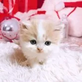 スコティッシュフォールド(立ち耳)【三重県・女の子・2025年11月8日・クリーム&ホワイト】の写真5