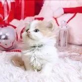 スコティッシュフォールド(立ち耳)【三重県・女の子・2025年11月8日・クリーム&ホワイト】の写真7