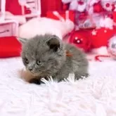 ブリティッシュショートヘア【三重県・男の子・2025年11月5日・ブルー】の写真7