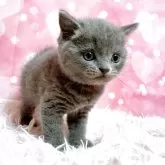 ブリティッシュショートヘア【三重県・男の子・2025年3月20日・ブルー】の写真7