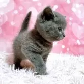 ブリティッシュショートヘア【三重県・男の子・2025年3月20日・ブルー】の写真8