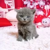 ブリティッシュショートヘア【三重県・男の子・2025年11月5日・ブルー】の写真9