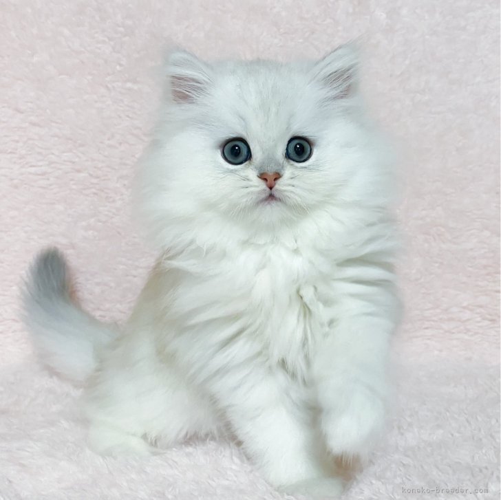 クッキー&ココア 様のお迎えした子猫