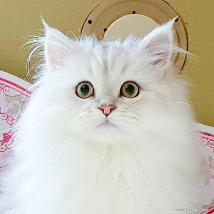 ID:2301-00541の子猫