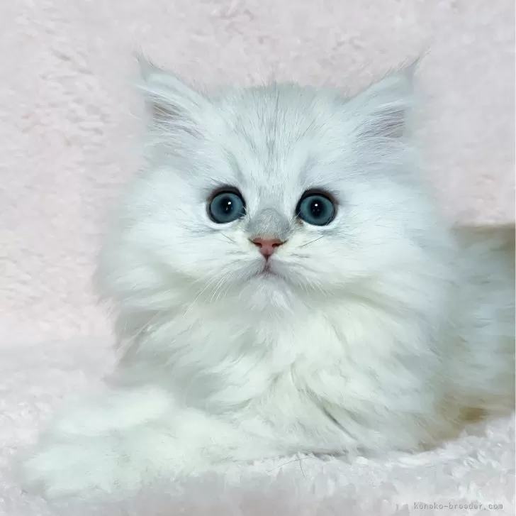 ペルシャ(チンチラ)【福岡県・男の子・2023年10月7日・チンチラシルバー】の写真1「📷12/18撮影」