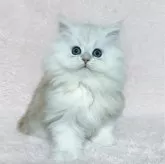 ペルシャ(チンチラ)【福岡県・男の子・2023年10月7日・チンチラシルバー】の写真2「📷12/18撮影」