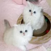 ペルシャ(チンチラ)【福岡県・男の子・2023年10月7日・チンチラシルバー】の写真4「📷12/6撮影：右側の子です✨️」