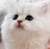 ペルシャ(チンチラ)【福岡県・男の子・2023年10月7日・チンチラシルバー】の写真5「📷12/6撮影」