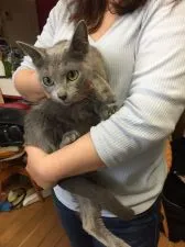 ロシアンブルー【岡山県・女の子・2019年3月20日・ブルー】の写真4「母親です。」